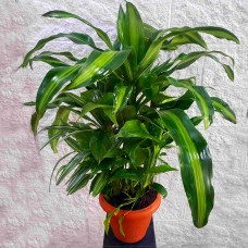 Medium plant set